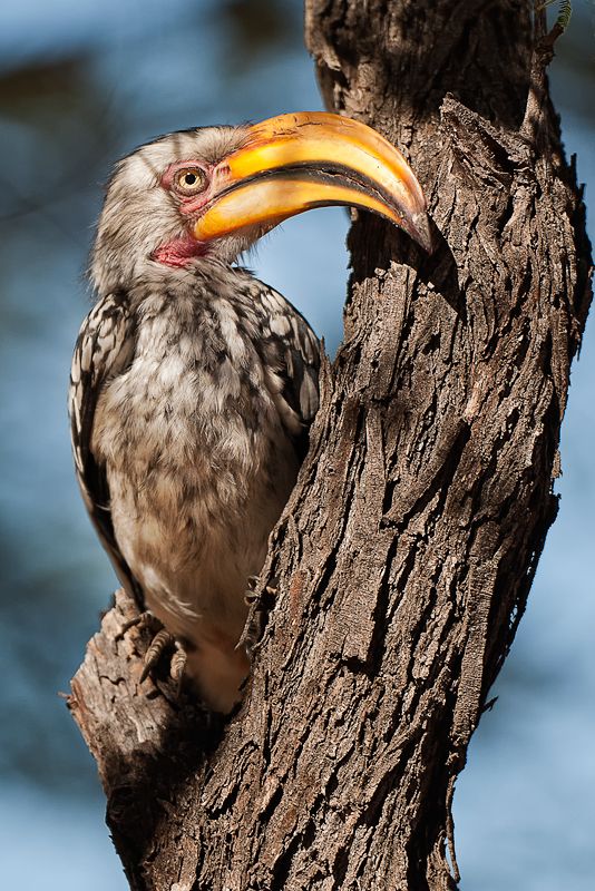 Galerie 02 Maputi 03