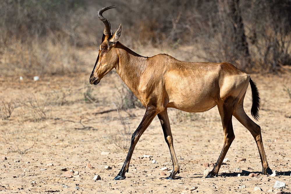 Galerie 03 Polentswa 08