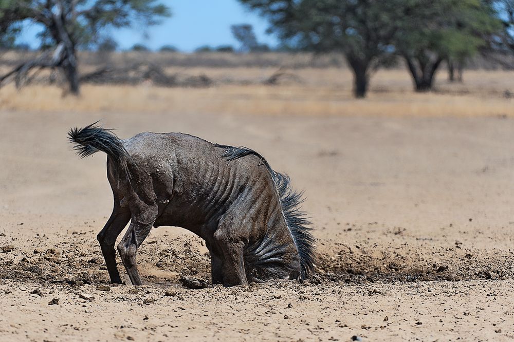 Galerie 03 Polentswa 09