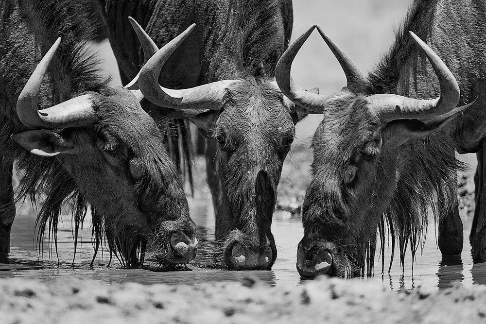 Galerie 03 Polentswa 10