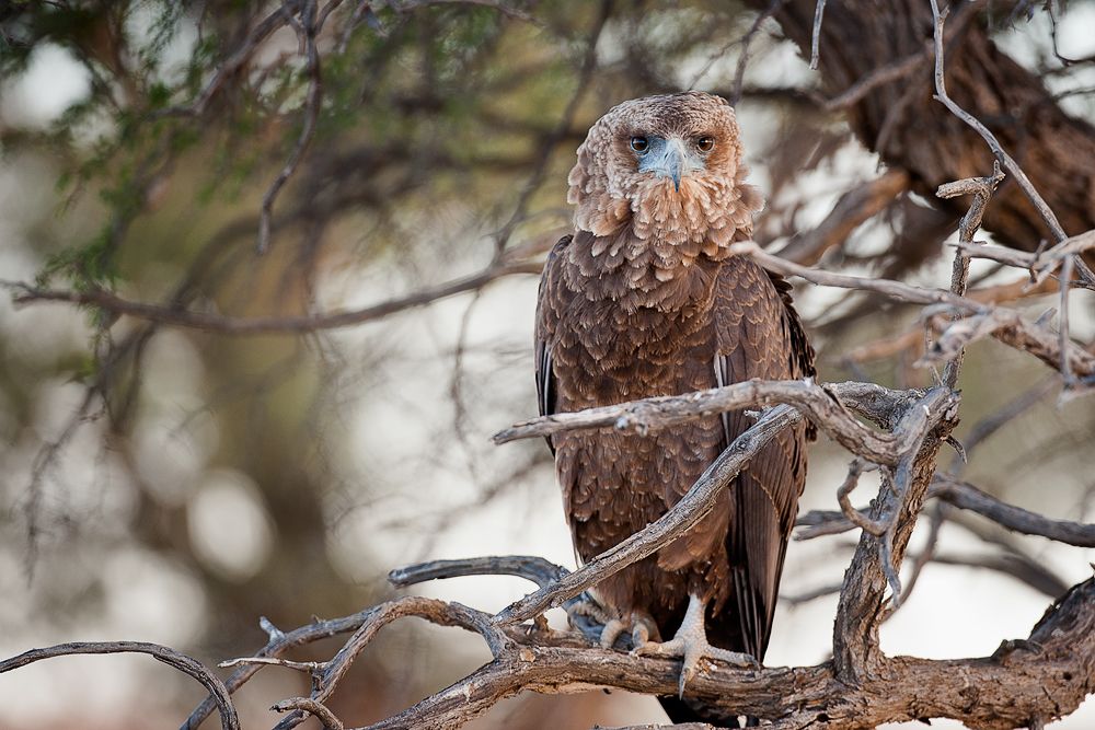 Galerie 03 Polentswa 14