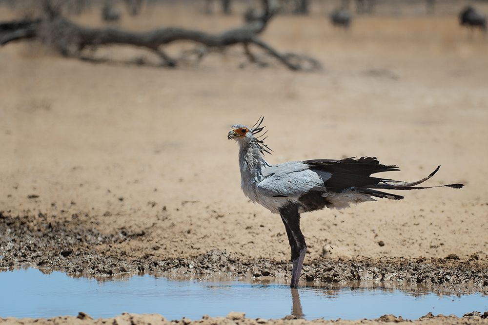 Galerie 03 Polentswa 16