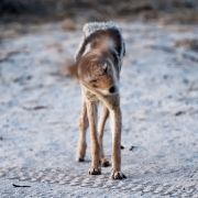 Galerie 03 Polentswa 17