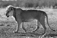 Galerie 03 Polentswa 18