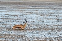 Galerie 04 Nossob 05