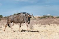 Galerie 04 Nossob 06