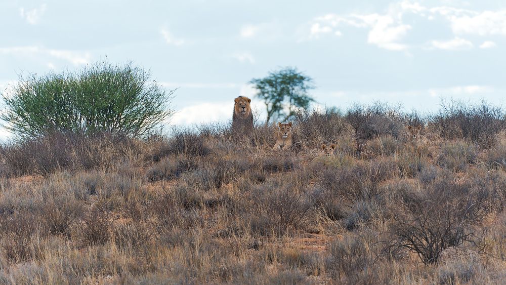 Galerie 04 Nossob 11