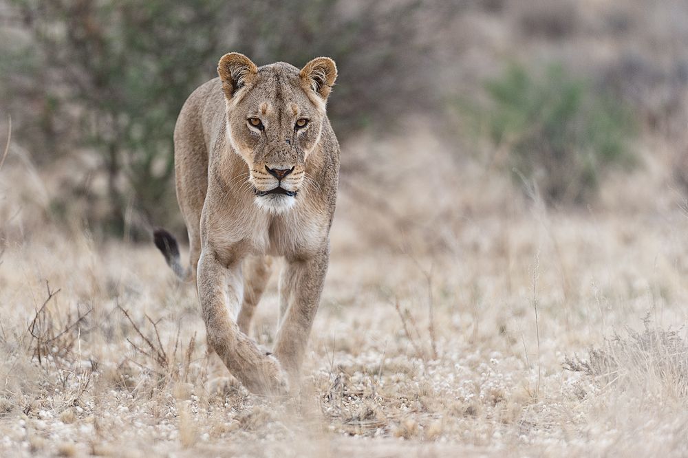 Galerie 04 Nossob 12