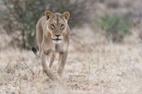 Galerie 04 Nossob 12