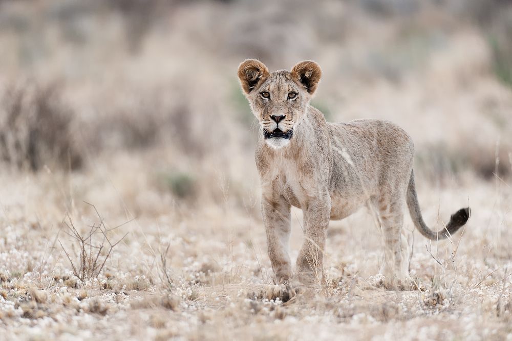 Galerie 04 Nossob 13