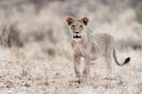 Galerie 04 Nossob 13