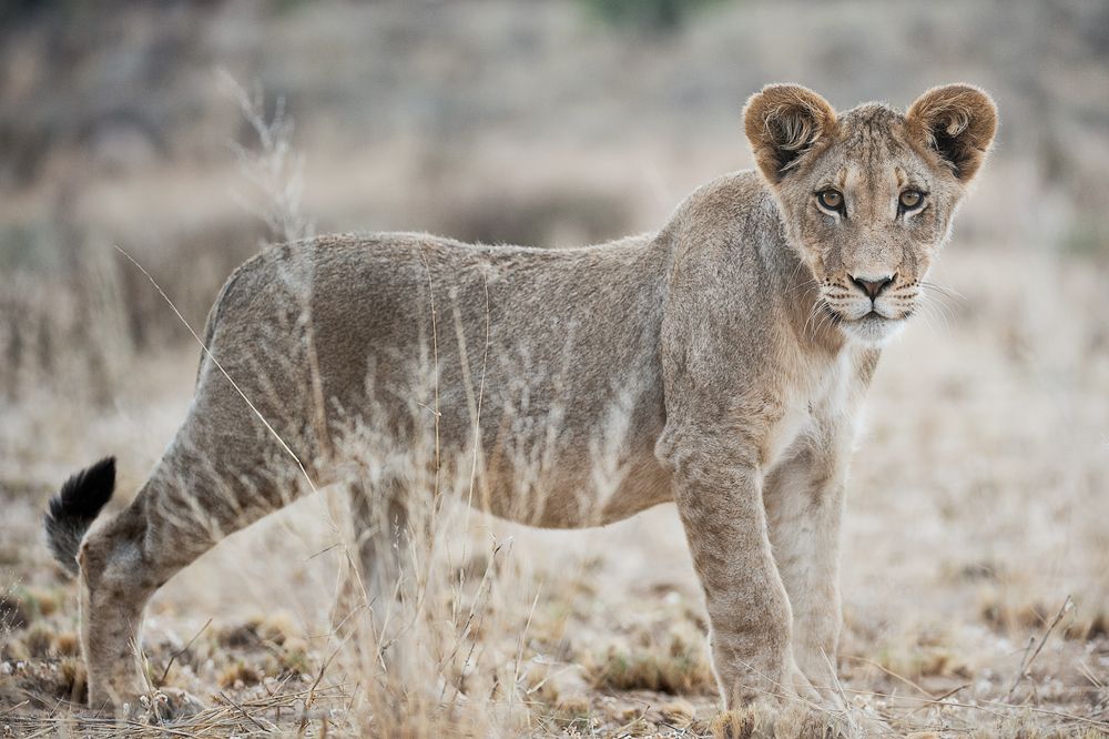 Galerie 04 Nossob 15