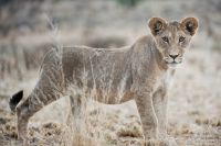 Galerie 04 Nossob 15