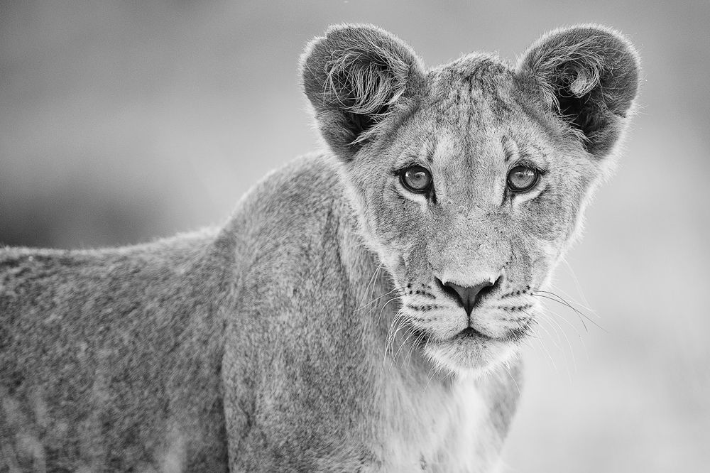 Galerie 04 Nossob 16