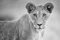 Galerie 04 Nossob 16