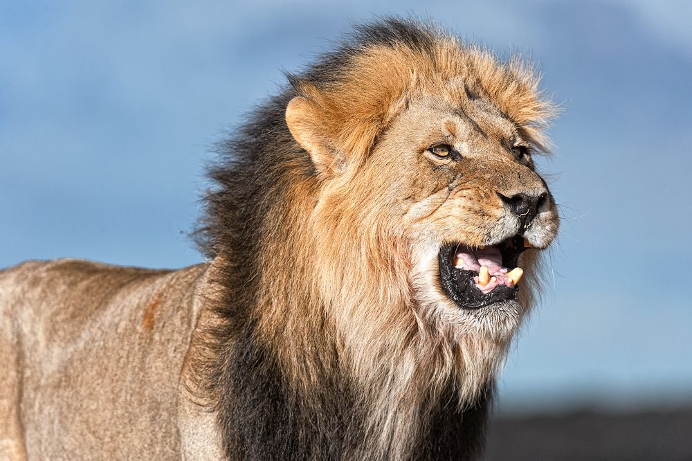 Galerie 04 Nossob 19