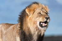 Galerie 04 Nossob 19