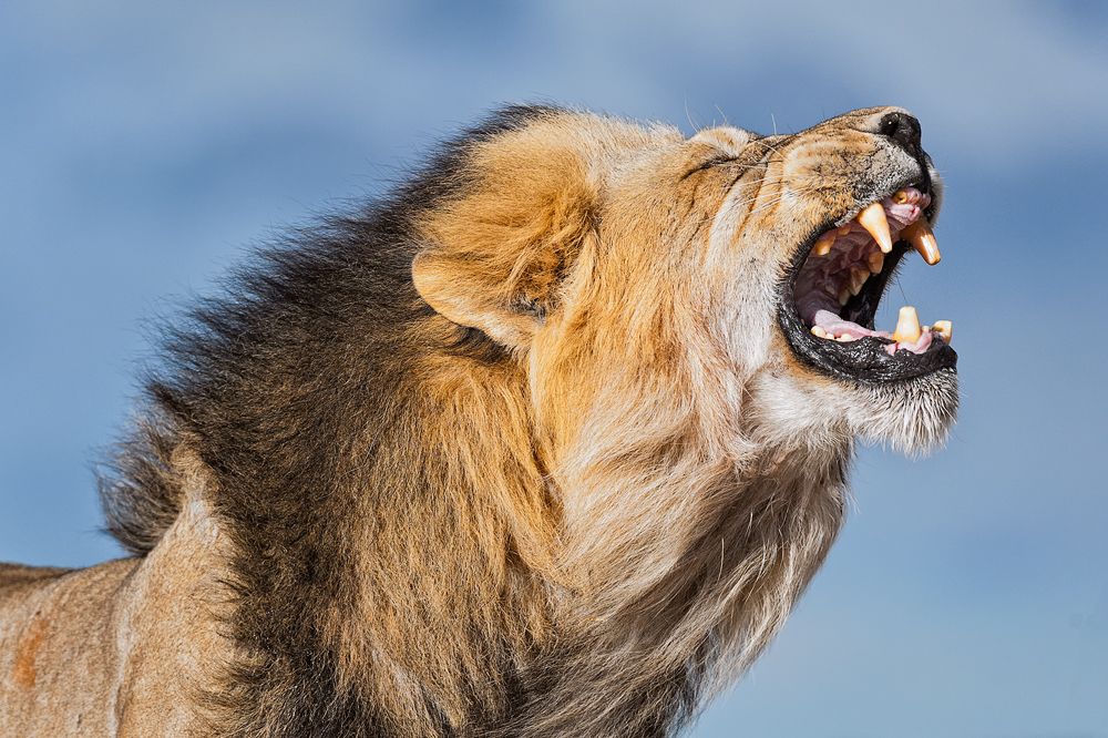 Galerie 04 Nossob 20