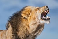 Galerie 04 Nossob 20