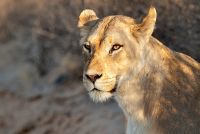 Galerie 04 Nossob 22