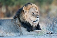 Galerie 04 Nossob 23