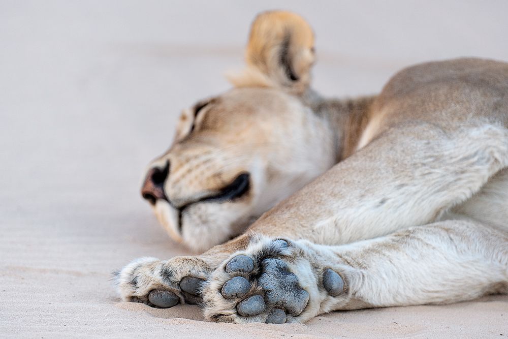 Galerie 04 Nossob 24