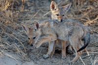 Galerie 04 Nossob 25