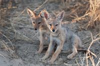 Galerie 04 Nossob 26