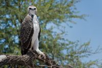 Galerie 04 Nossob 28