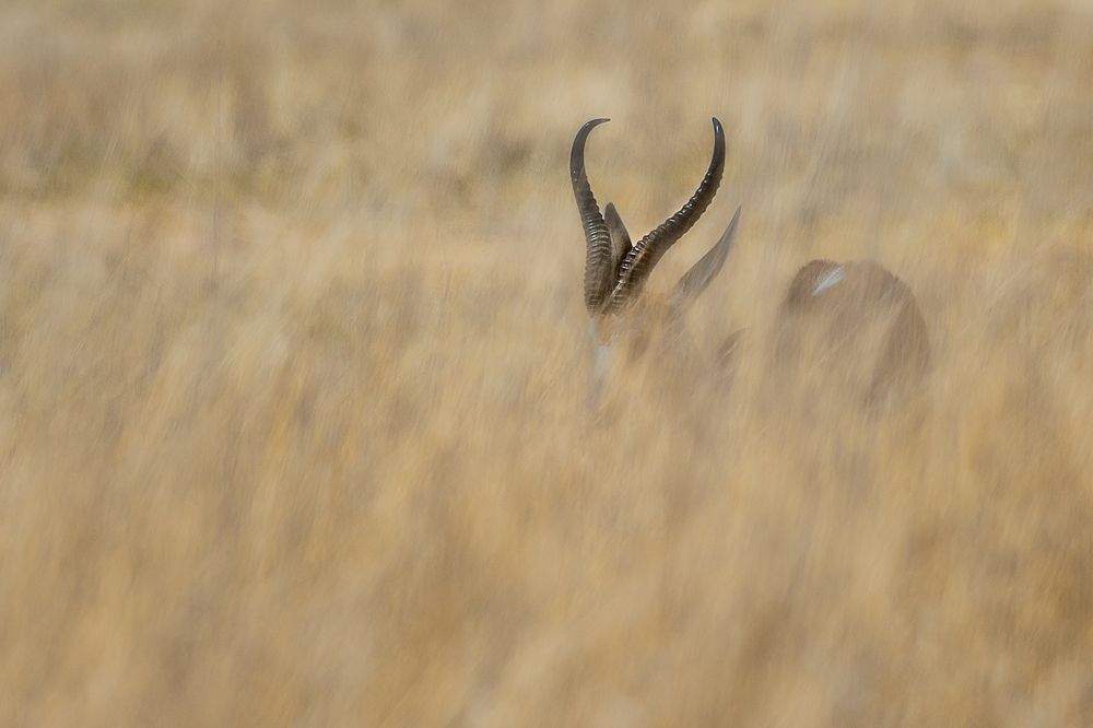 Galerie 05 Rooiputz 01