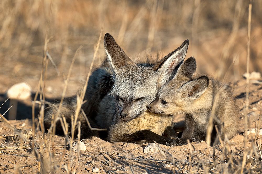 Galerie 05 Rooiputz 03