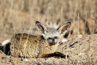 Galerie 05 Rooiputz 04