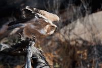 Galerie 06 Mata Mata 07