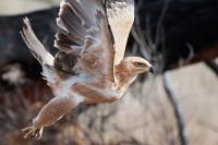 Galerie 06 Mata Mata 08