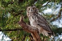 Galerie 06 Mata Mata 09