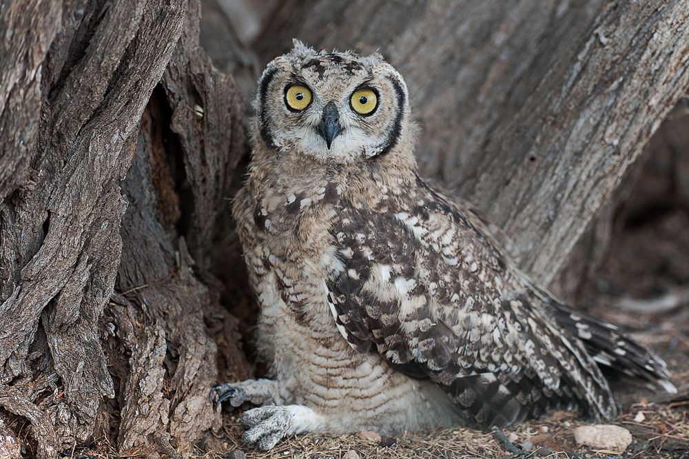 Galerie 06 Mata Mata 10