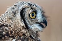 Galerie 06 Mata Mata 11