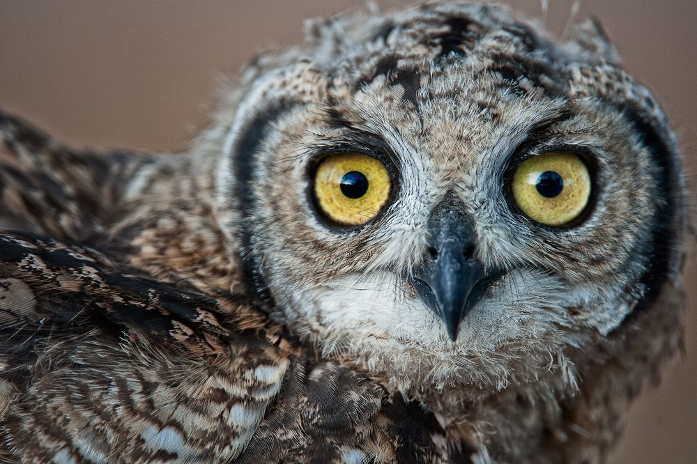 Galerie 06 Mata Mata 12