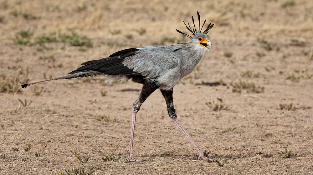 Galerie 06 Mata Mata 14