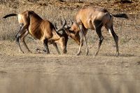 Galerie 06 Mata Mata 15