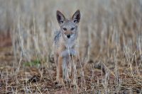 Galerie 06 Mata Mata 16