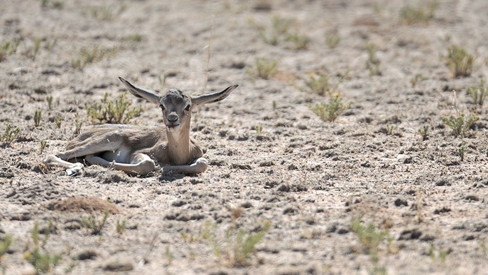 Galerie 06 Mata Mata 18