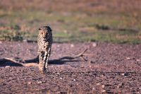 Galerie 06 Mata Mata 19