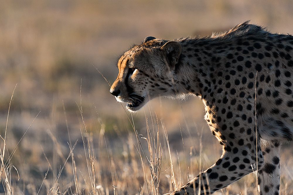 Galerie 06 Mata Mata 20