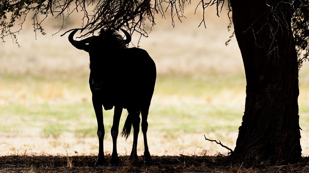 Galerie 06 Mata Mata 21