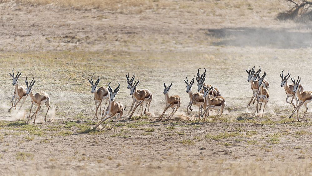 Galerie 06 Mata Mata 232