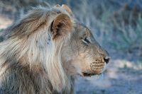 Galerie 06 Mata Mata 28