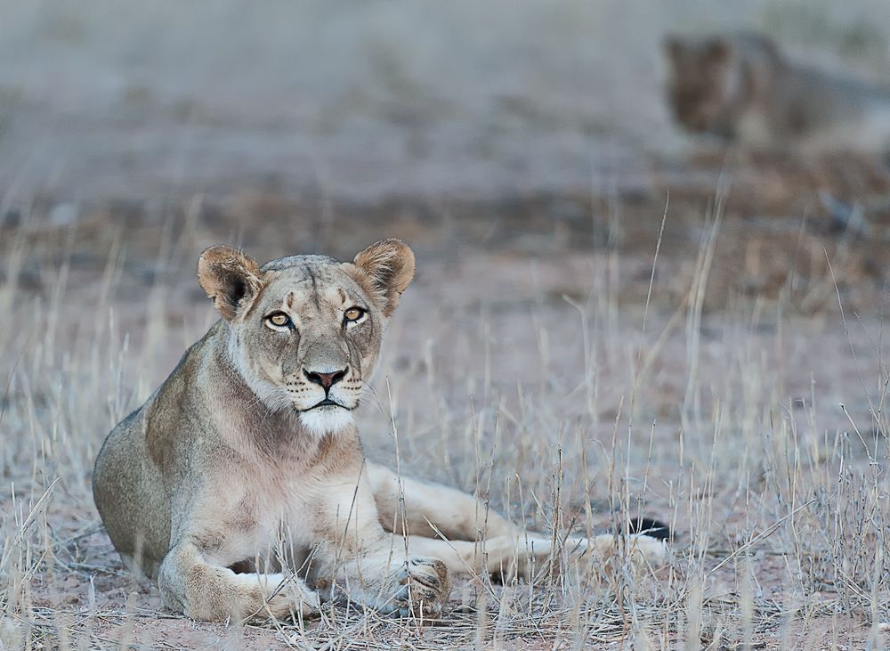 Galerie 06 Mata Mata 29