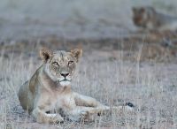 Galerie 06 Mata Mata 29