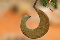 Galerie 07 Red Dune Camp 04